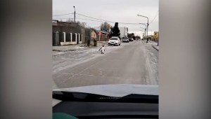 Un pingüino deambula por las calles de esta provincia de Argentina en medio del frío extremo