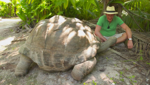 Mira a la tortuga errante más antigua y pesada del mundo